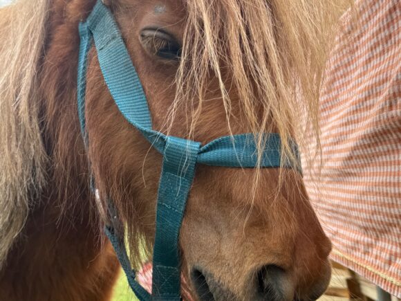 WhatsApp Image 2025-09-26 at 12.02.39